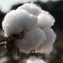 ICE cotton futures rose to their highest in nearly a week on Tuesday, propelled by fears of damage to the natural fiber crop in the delta region due to heavy rains.