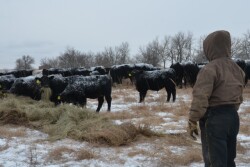 BT_Winter_Cattle_Feeding