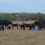 Monitor mineral feeders regularly