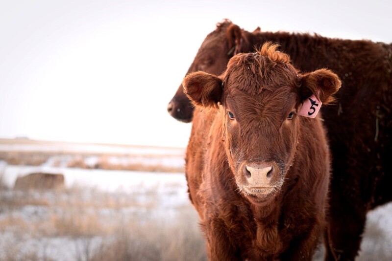 Red steer