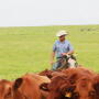 BT_Cowboy_Cows