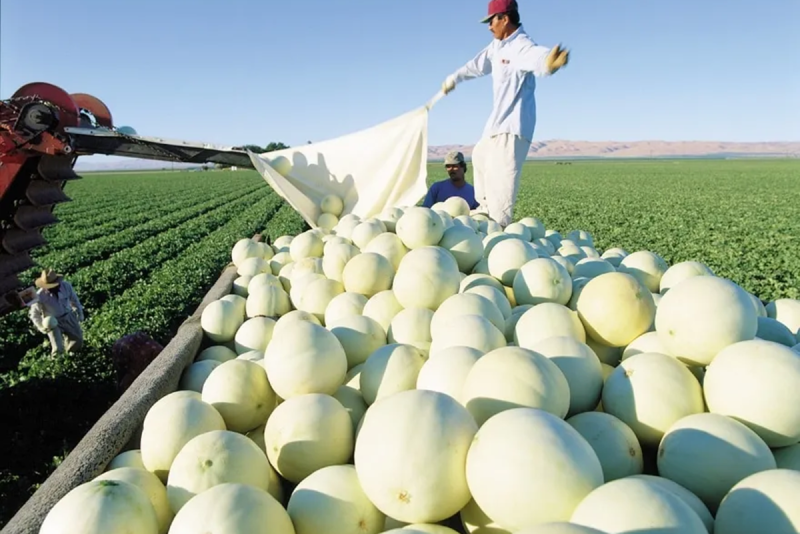 Turlock Fruit Co. Inc. melon harvest