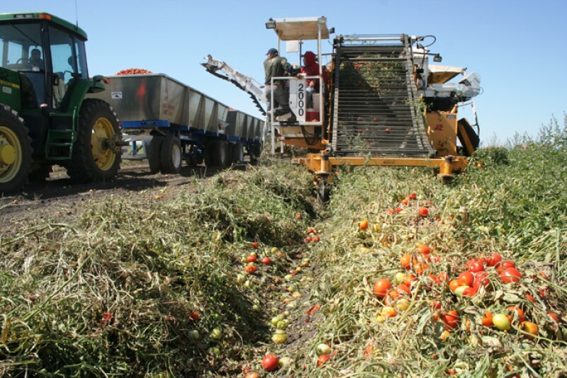 Buttonwillow-tomates-Tupman_7-09_024