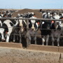 DT_Dairy_Feedlot_Steers