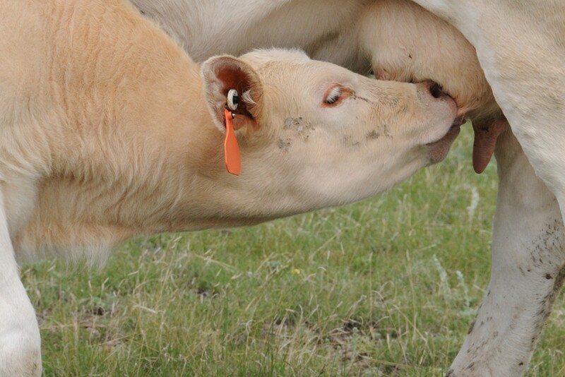 Share with us the timing of your primary calving season, whether it’s a tight 60-day window or a seasonal timeframe. We'll report the results back to you. 