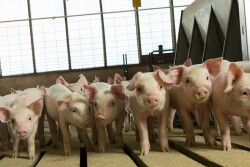 Pigs