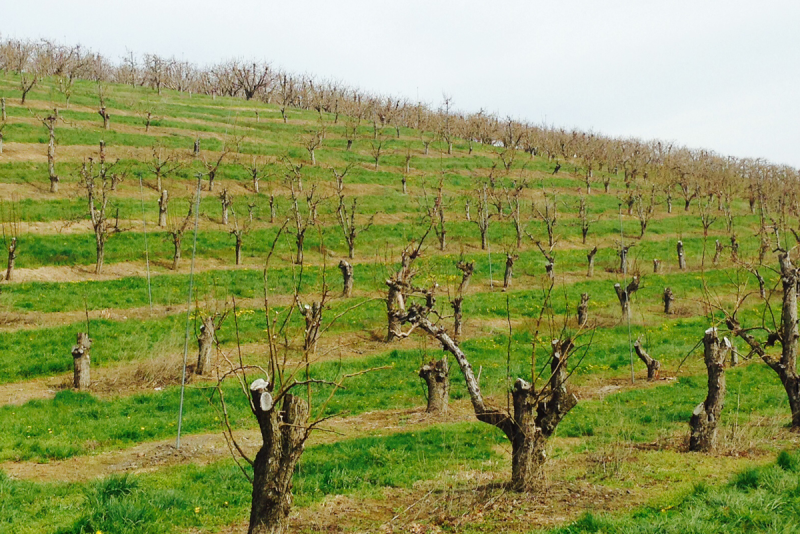 Fire blight in orchard