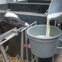 Holstein Calf Drinking