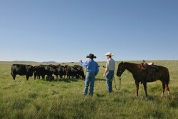 Two men and a horse look over cattle in the field