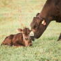 Wagyu pair