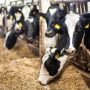 Dairy cows 