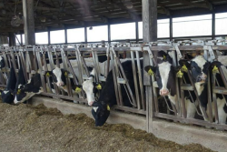 dairy heifers