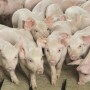Pigs