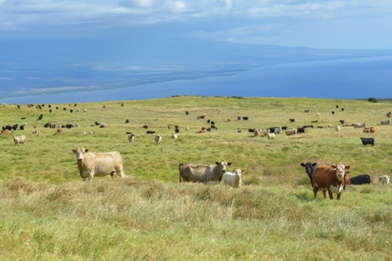 BT_Hawaii_Cattle