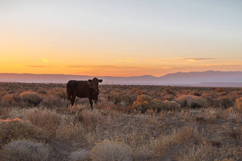 Federal lands grazing