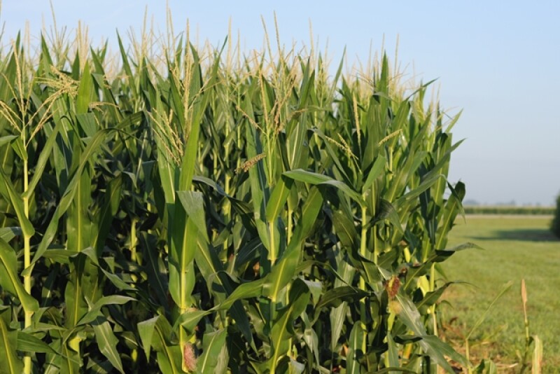 corn at corn college