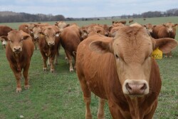 Akaushi_Cattle