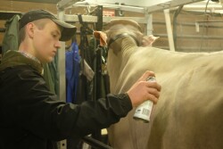 Youth spend countless hours practicing their craft to get animals just right for the show.