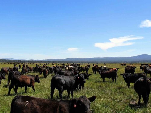 Timmerman Land & Cattle