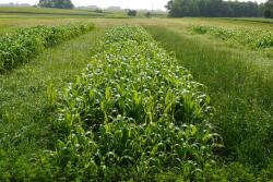 Italian ryegrass (left), sorghum-Sudangrass (center), and annual ryegrass + red clover (right) in test plots. 