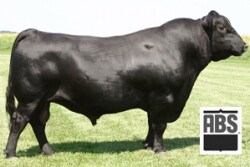 029AN01523_Bull