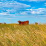 Nebraska Sand Hills