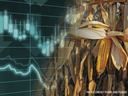 Corn Markets Corn Prices - Lindsey Pound and Pixabay