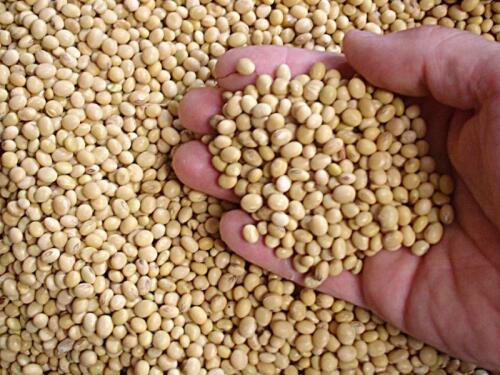 Soybean Seed