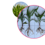 NewLeaf’s line of Terrasym biological products for corn and soybean include state regulated products that consistently provide enhanced nutrient uptake throughout the growing season, resulting in a +2.0 Bu/A yield advantage with Terrasym 401 for Soybean and a +4.5 Bu/A yield advantage with Terrasym 450 for Corn. (2020 IN10T FarmerTrials) 