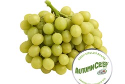 Sun World International Autumncrisp grapes