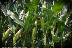 Cornfield by Lindsey Pound