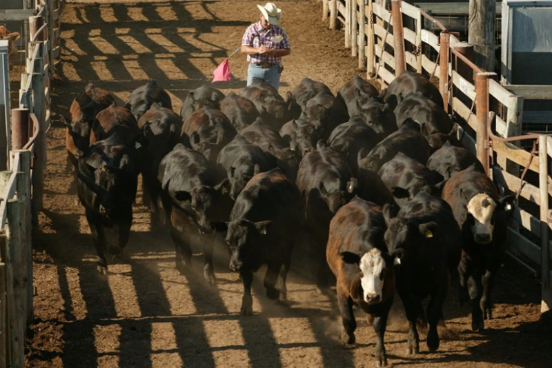 Low-Stress Handling Isn’t Just for Livestock