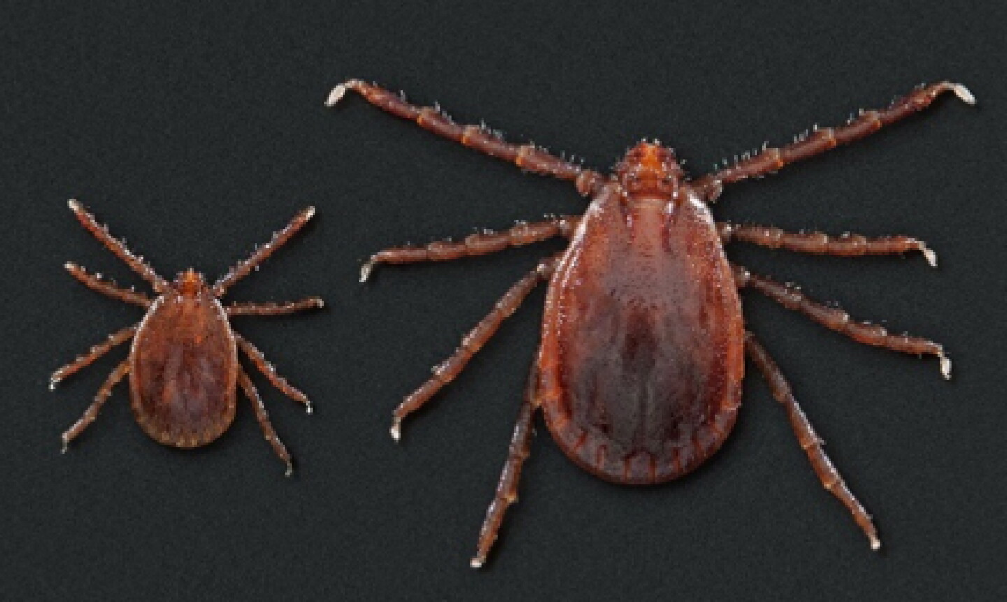 Asian Longhorned Tick - female