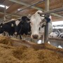 DT_Dairy_Cows_Sprinkler