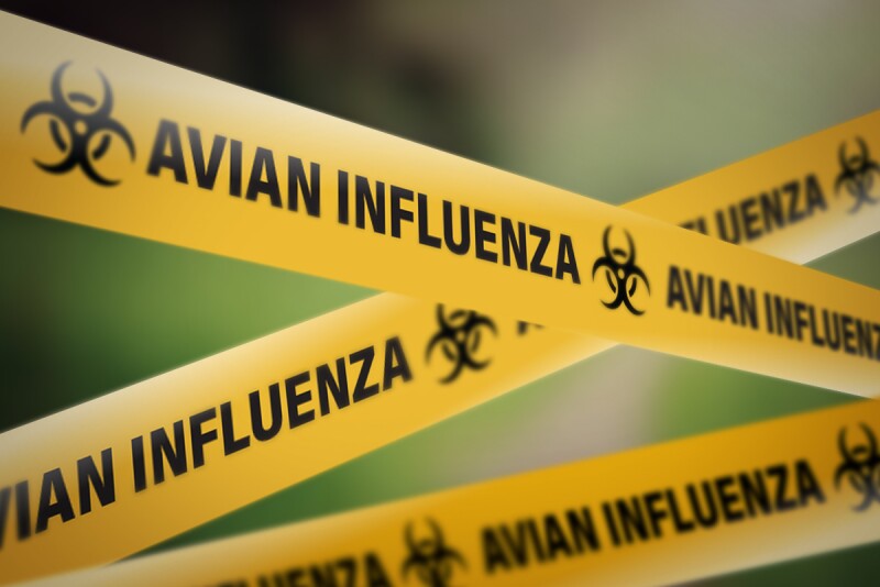Avian Influenza