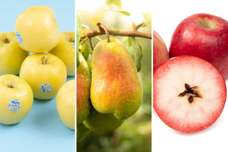 New apple and pear varieties. Photos courtesy Stemilt