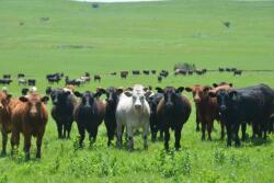 Stocker cattle grazing