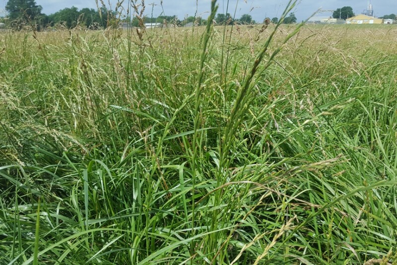 Fescue pasture that has seeded out.