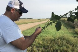 Chip Flory checks pods on the Western leg of Crop Tour.