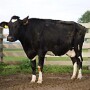 A cow naturally infected with M. avium subspecies paratuberculosis that is in the late stages of disease and has typical clinical signs such as weight loss, watery diarrhea, and general poor health. This cow is part of a study herd used in research on Johne’s disease at the National Animal Disease Center, Ames, Iowa.