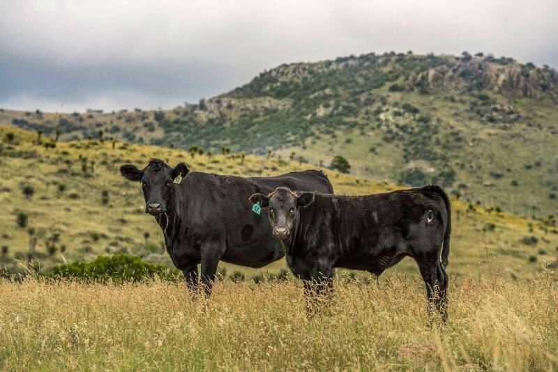 Angus cow-calf