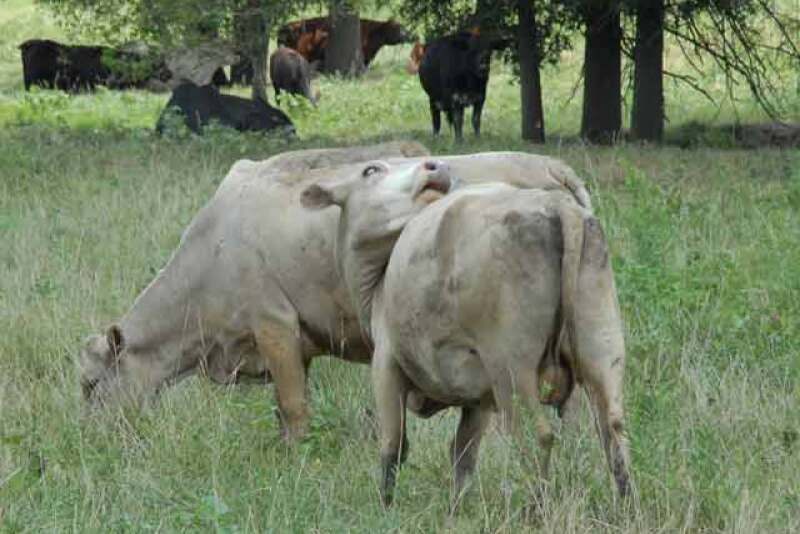cow-swatting-flies