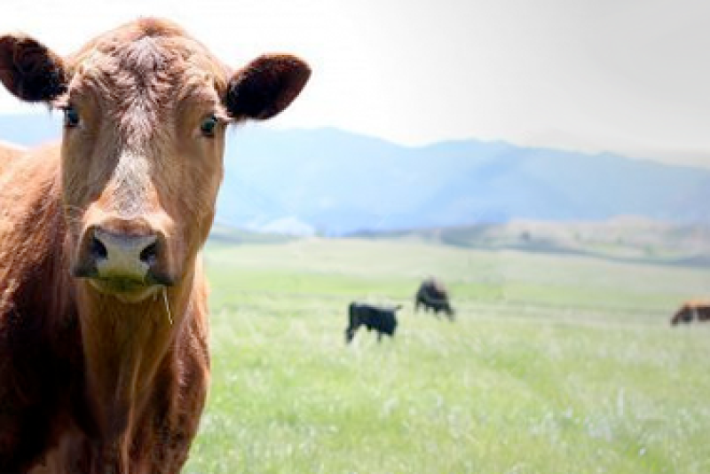 BT_South_Dakota_Cow