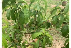 New Jersey peaches