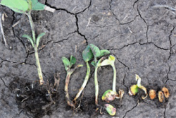 seedling_disease_sdsu_extension