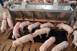 Pigs at feeder