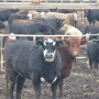 BT_Fat_Cattle_Feedlot