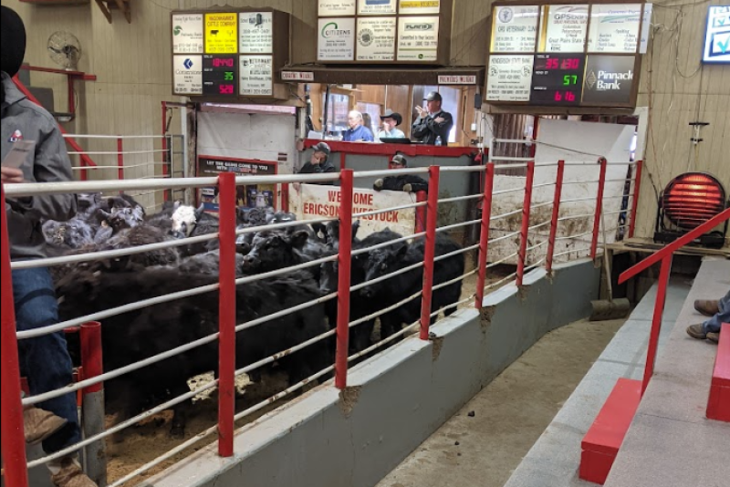 Cattle in sale barn. Paige Carlson