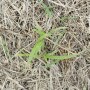 Pearl millet seedling.jpg
