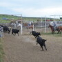 BT_Stocker_Cattle_Pens_Cowboys